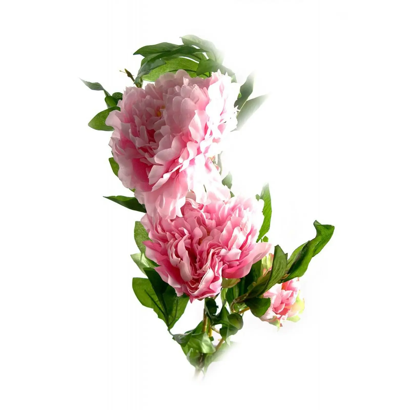 /assets/images/products/99778/1719829143.png